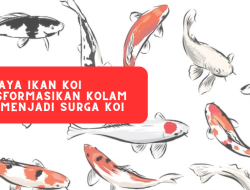 budidaya ikan